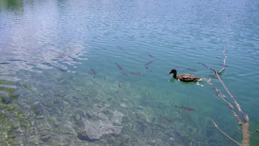 Tracking pan shot of two ducks swimming in crystal clear waters of Plitvice Lakes National Park over fishes