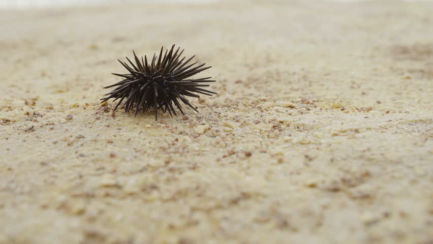 Slate-pencil urchin - sea urchin on sand
