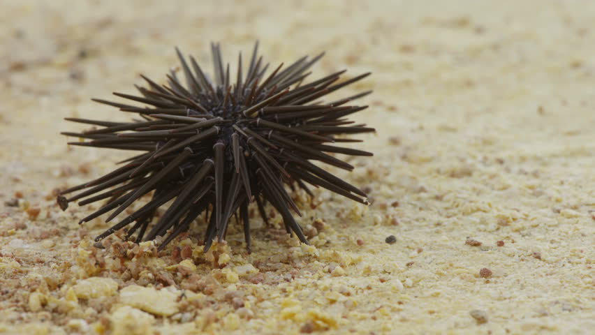Slate-pencil urchin - sea urchin on sand