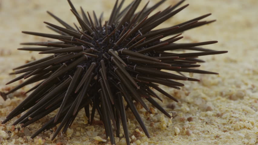 Slate-pencil urchin - sea urchin on sand