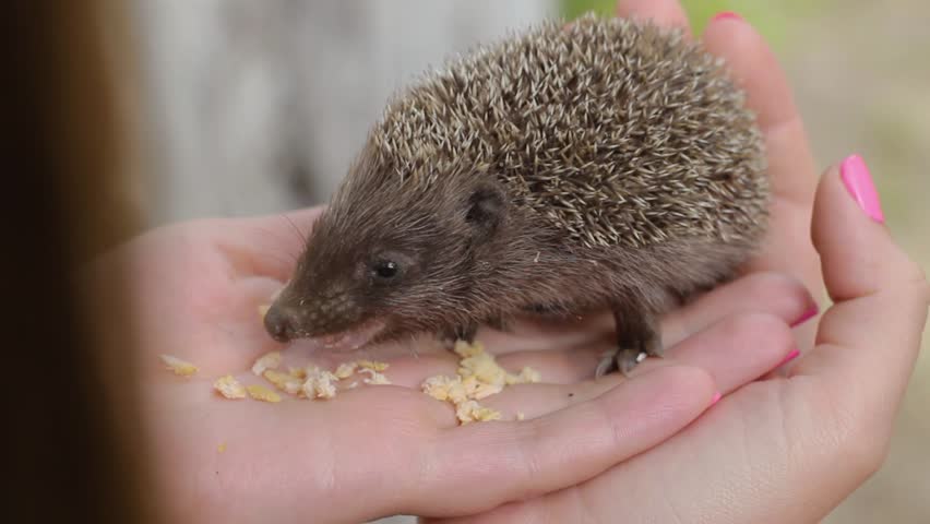 Small hedgehog eats meat on women