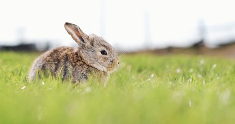 Funny little grey rabbit sits in the green grass. Easter bunny in the garden