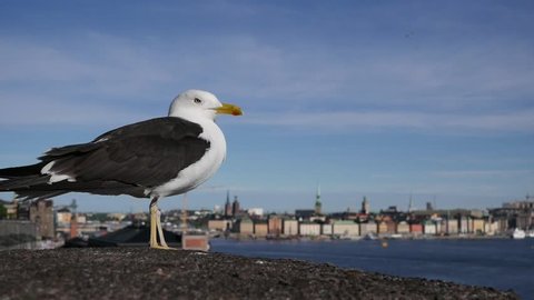 A seagull on the waterfront of Stockholm