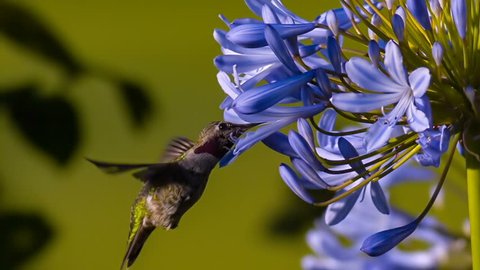 Annas Hummingbird Feeding On Flower Slow Motion 1500fps