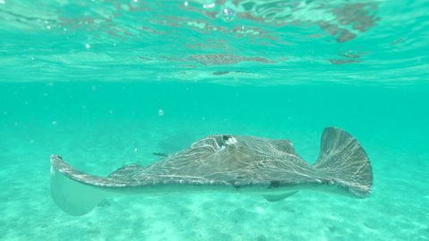 SLOW MOTION, CLOSE UP, UNDERWATER: Large gray stingray swimming around the tranquil turquoise ocean on sunny day near tropical island. Spectacular close up of a big sea ray in its natural habitat.