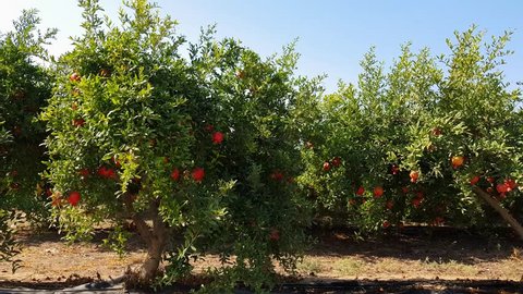 Moving next to plantation full with Ripe colorful pomegranate fruit on trees branch, ready to be picked, israel
