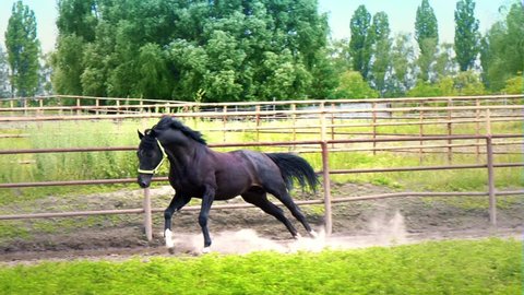 Dark beautiful horse takes off and runs down the paddock outdoor. The horse shows his temper