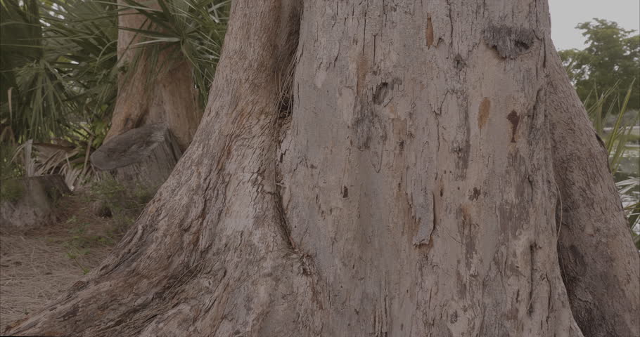 beautiful view of a freshwater lake covered in aquatic plants surrounded by trees 
