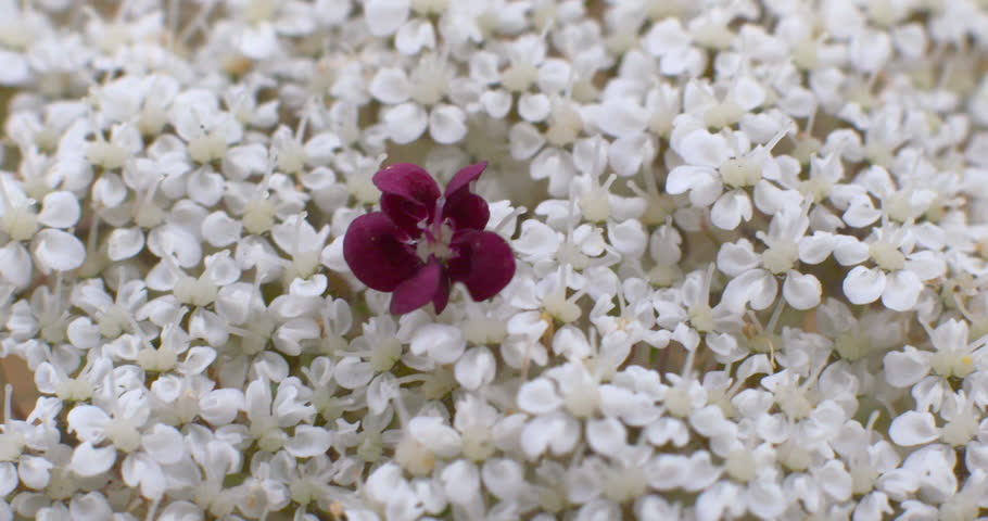 Single purple flower among small white Elder wildflowers macro