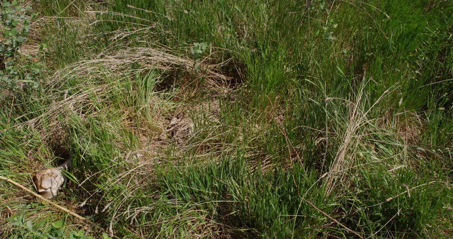 Pan to bleached bison leg bone and skull in tall summer prairie grass