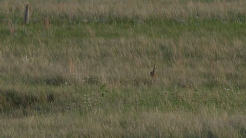 Godwit walks over to its mate in the evening light of the prairie