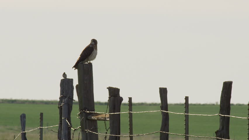 Redtailed hawk sits on fencepost near meadowlark on barbed wire fence in summer wind