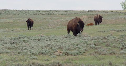 Bison grazing on high plains grasses on summer day