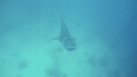 Whaleshark and fishes swimming in a deep blue sea