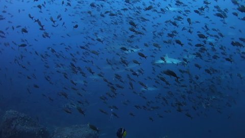Wall of hammerhead sharks swim past at Wolf Island in the Galapagos