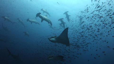 Eagle rays swim out to a wall of hammerhead sharks swimming past at Wolf Island in the Galapagos Islands.