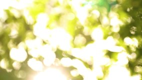 Blury charming bokeh of leaves in sunset sunlight. Beautiful sunny nature background. Real time full hd video footage.