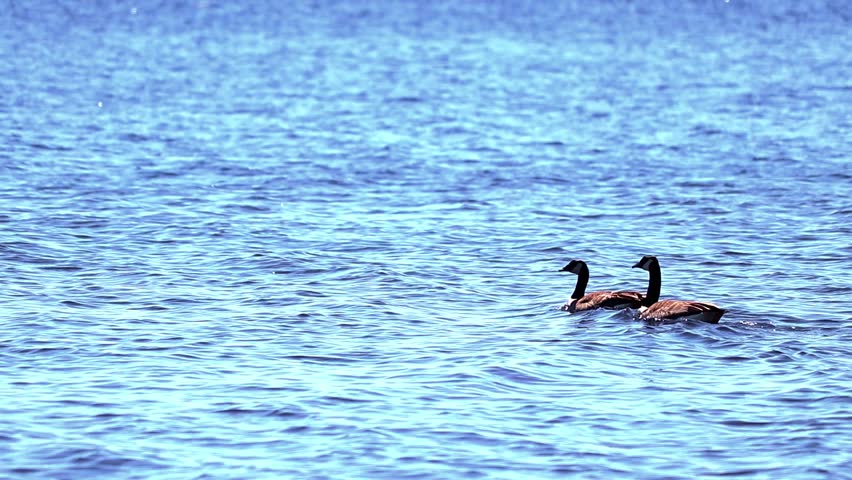 Two geese in the water 