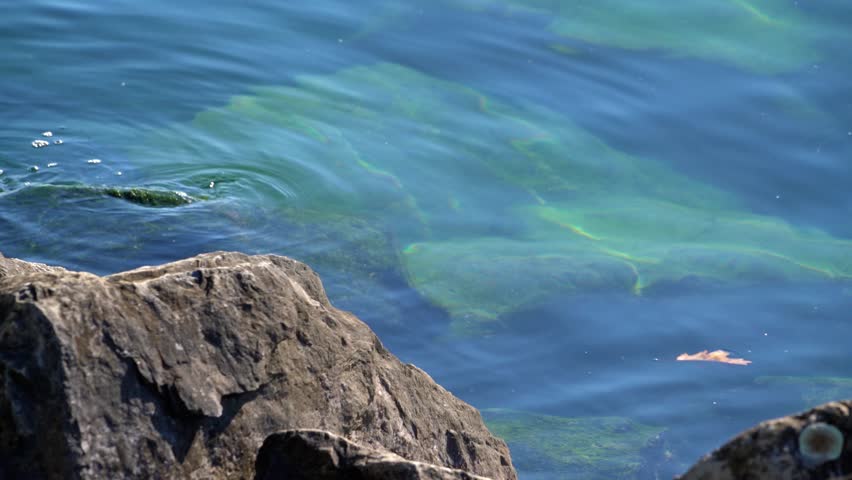Green stones with algae visible through the transparent surface of Lake Geneva, Montreux, Switzerland