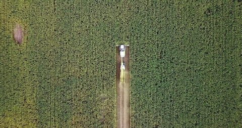 Corn harvesting with machinery from aerial top down shot in autumn