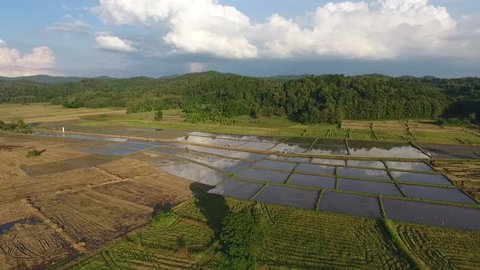 Aerial View. Flight over the rice field.  North of Thailand