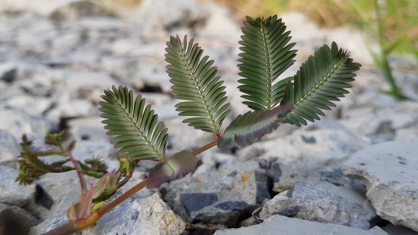 Semillas De Mimosa Pudica (Planta Sensitiva) - Ideal Para Bonsái, Fácil De Cultivar, Hojas Sensibles Al Tacto
