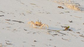 crabs on a beach at mida creek kenya close up