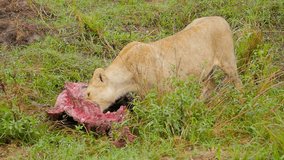 Lion female eating carcass of wildebeest medium shot