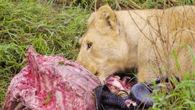 Lion eating carcass of wildebeest close