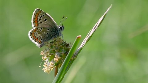 Brown argus (Aricia agestis) showing underside of wings. Delicate brown butterfly in the family Lycaenidae, at rest in a British meadow
