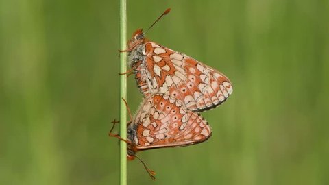 Marsh fritillaries (Euphydryas aurinia) in cop. Two of Britain's most threatened butterflies mating, on grassland in Wiltshire
