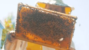 beekeeper holding a honeycomb full of bees. Beekeeper inspecting honeycomb frame at apiary. Beekeeping concept slow motion video. beekeeper holding a honeycomb full lifestyle of bees. Beekeeper