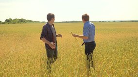 old two farmers explore are studying to your smartphone. man Wheat Field summer in the field wheat bread. slow motion video. farmer Smart farming ecology concept. 