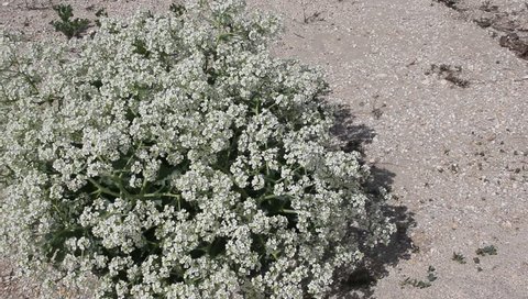 The bushes of Crambe maritima on the coast of the Azov sea. Crambe maritima ( sea kale, sea cole, seakale, sea colewort or crambe) is a species of halophytic flowering plant in the genus Crambe 