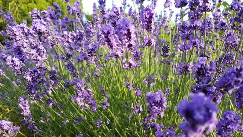 English lavender in full bloom on a sunny summer day, vibrant colors, gentle breeze, sun filtering through