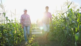 Man and woman farmers together carry a corn crop in a wooden box at sunset. Steadicam slow motion video