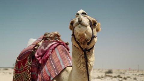 Camel in desert in Qatar, Persian Gulf, Arabian Peninsula, Middle East