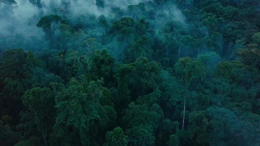 Aerial drone footage of the rainforest at Sabah, Borneo, Malaysia Royalty-Free Stock Footage #1013683592
