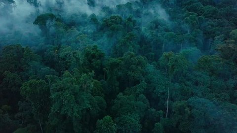 Aerial drone footage of the rainforest at Sabah, Borneo, Malaysia
