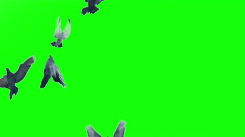 Slow motion shot of pigeons flying on green screen and on white background.