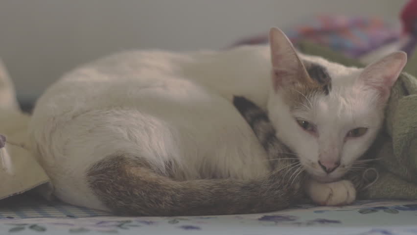 White cat fast asleep in the afternoon.