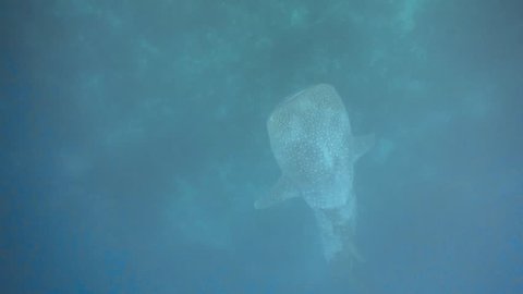 Swimming with whaleshark