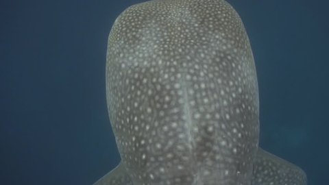 Close interaction with whaleshark