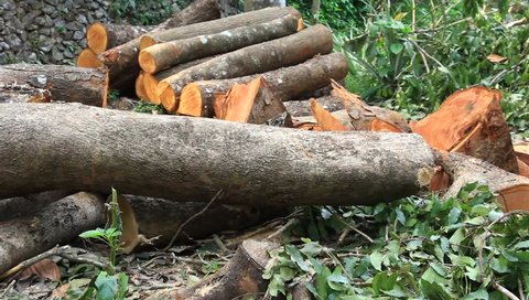 Trunks and logs of felled trees from deforestation operation of forest in Kerala, India Panning clip of stacked and strewn around wood.