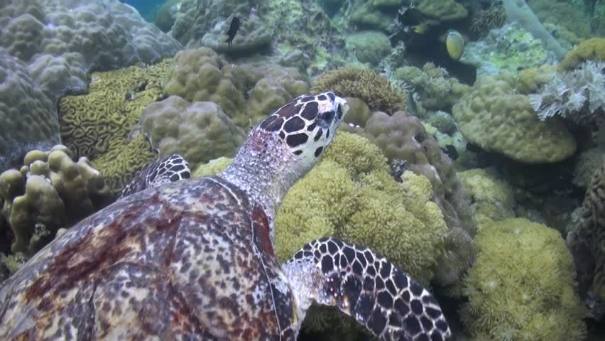 
Hawksbill Turtle (Eretmochelys imbricata) Swimming over coral - Philippines | Shutterstock HD Video #1013701145
