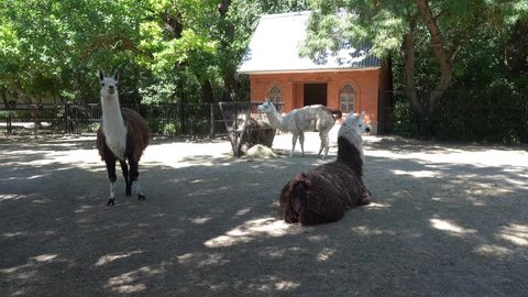Kherson region, Ukraine - 3d of June 2018: 4K Tour to the Askania-Nova reserve - Three llamas in the reservation farm
