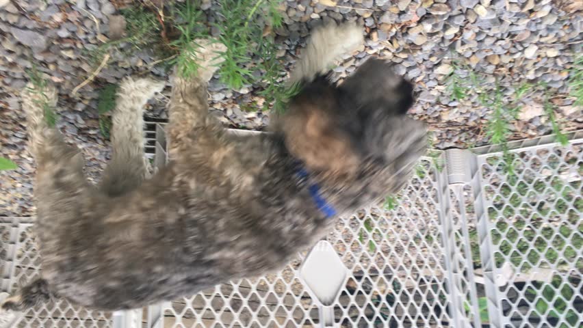 Camera POV shot following a Cockapoo Puppy as she walks around a small enclosure