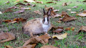 Cute brown rabbit eating grass in forest Thailand, UHD 4K video