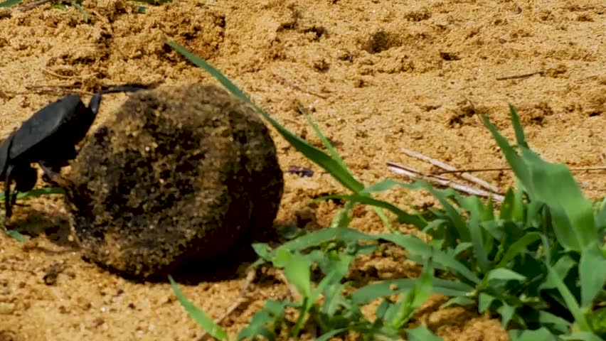 Bung Beetle rolling a ball of poop