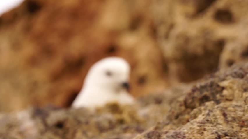 Snow petrel in Antarctic rocks close up